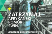  ZATRZYMAJ AFRYKAŃSKI POMÓR ŚWIŃ