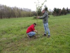 pracownicy urzędu sadzą drzewa
