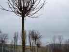 Drzewa liściaste w okolicy parkingu i stadionu