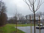 Drzewa liściaste w okolicy parkingu i stadionu