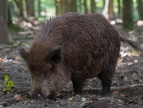 Ostrzeżenie przed afrykańskim pomorem świń