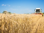 Kombajn koszący zboże